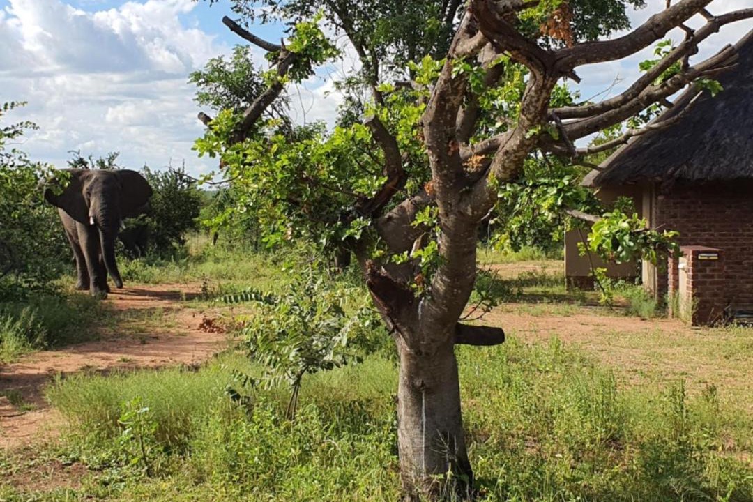 Photo of Others in Phalaborwa