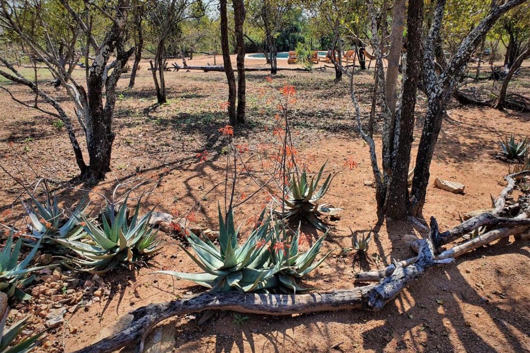 Photo of Others in Phalaborwa