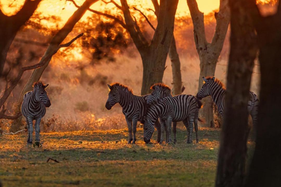 Photo of Others in Hluhluwe