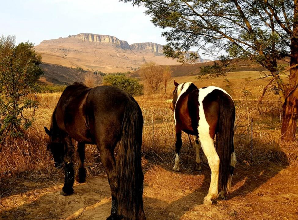 Photo of Others in Elandskop