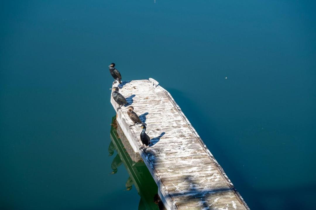 Photo of Human In Picture in Waterfront