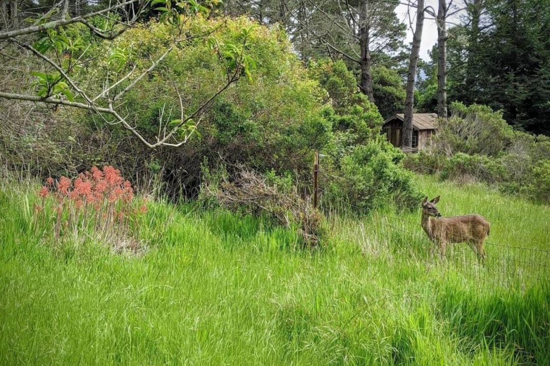 Photo of Others in Point Reyes Station