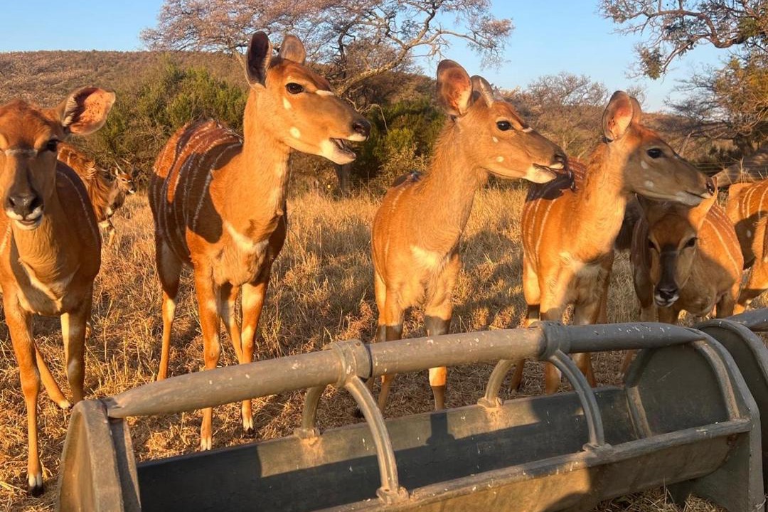 Photo of Others in Cullinan