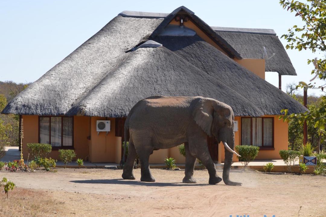 Photo of Others in Phalaborwa