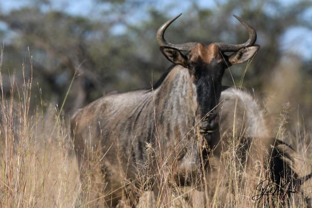 Photo of Others in Waterberg