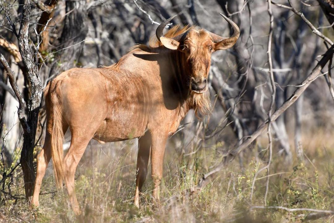 Photo of Others in Waterberg