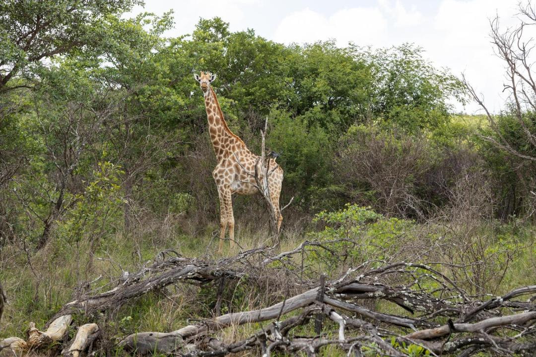 Photo of Others in Waterberg