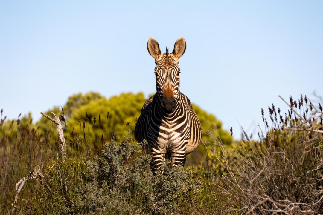 Photo of Others in Overberg