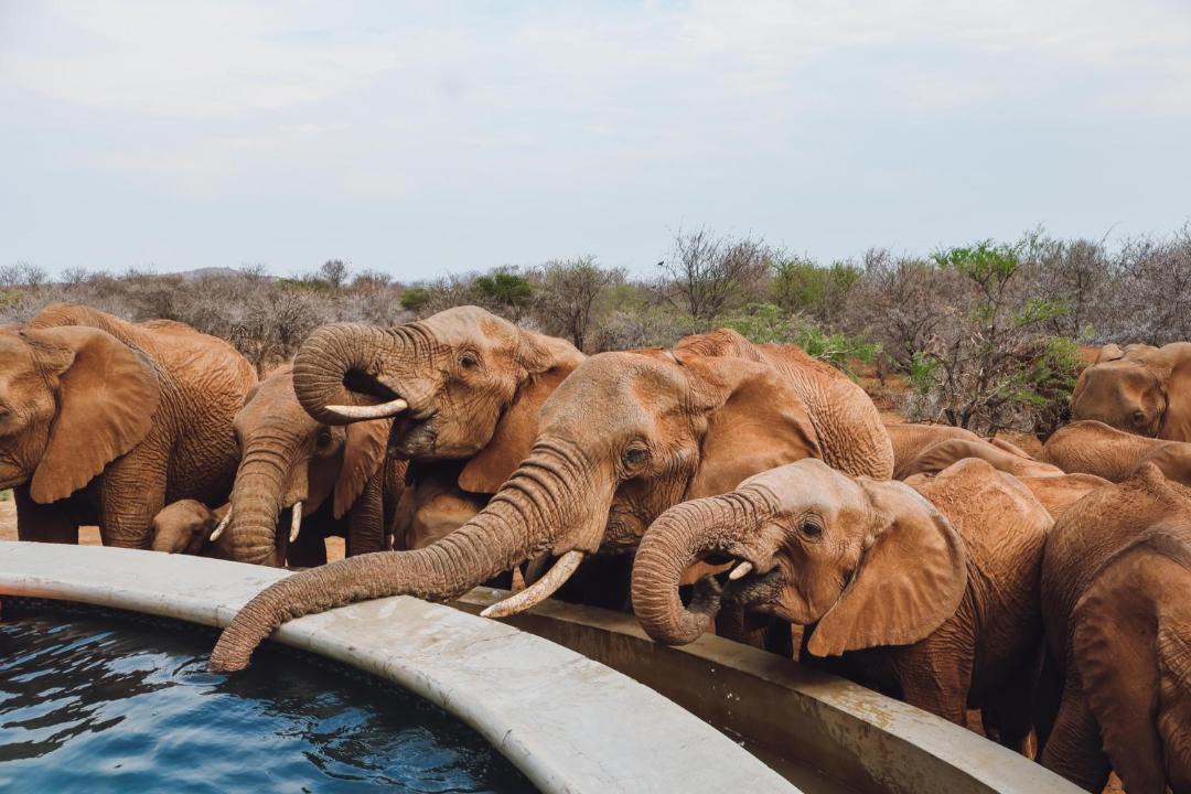 Photo of Others in Pilanesberg National Park