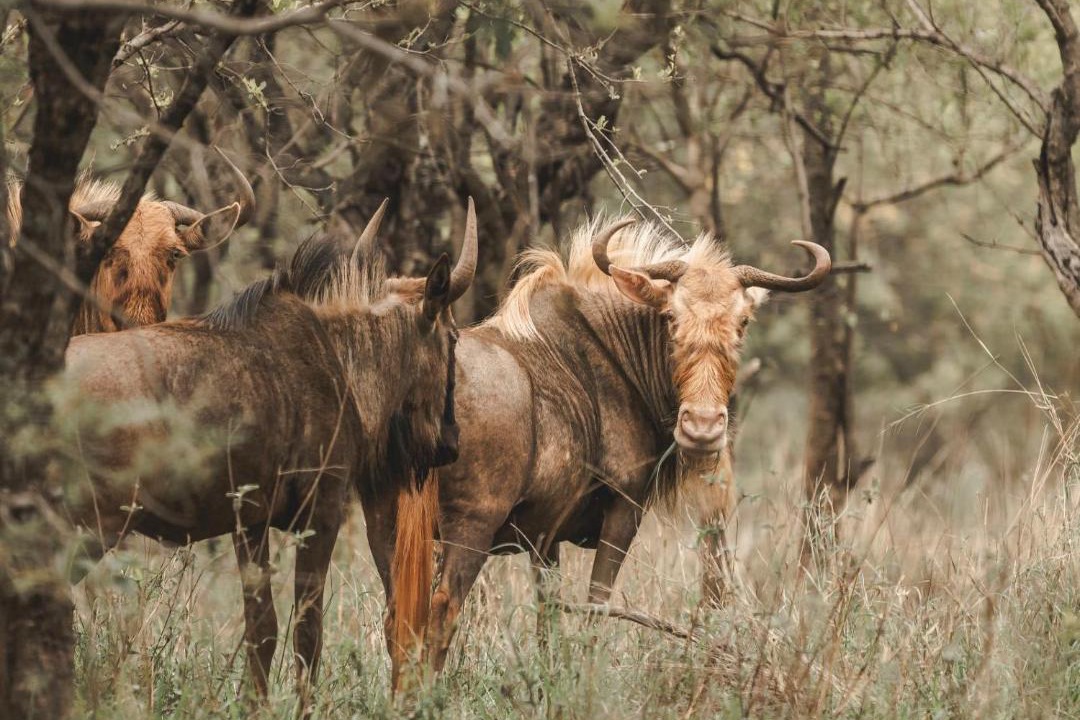 Photo of Others in Thabazimbi
