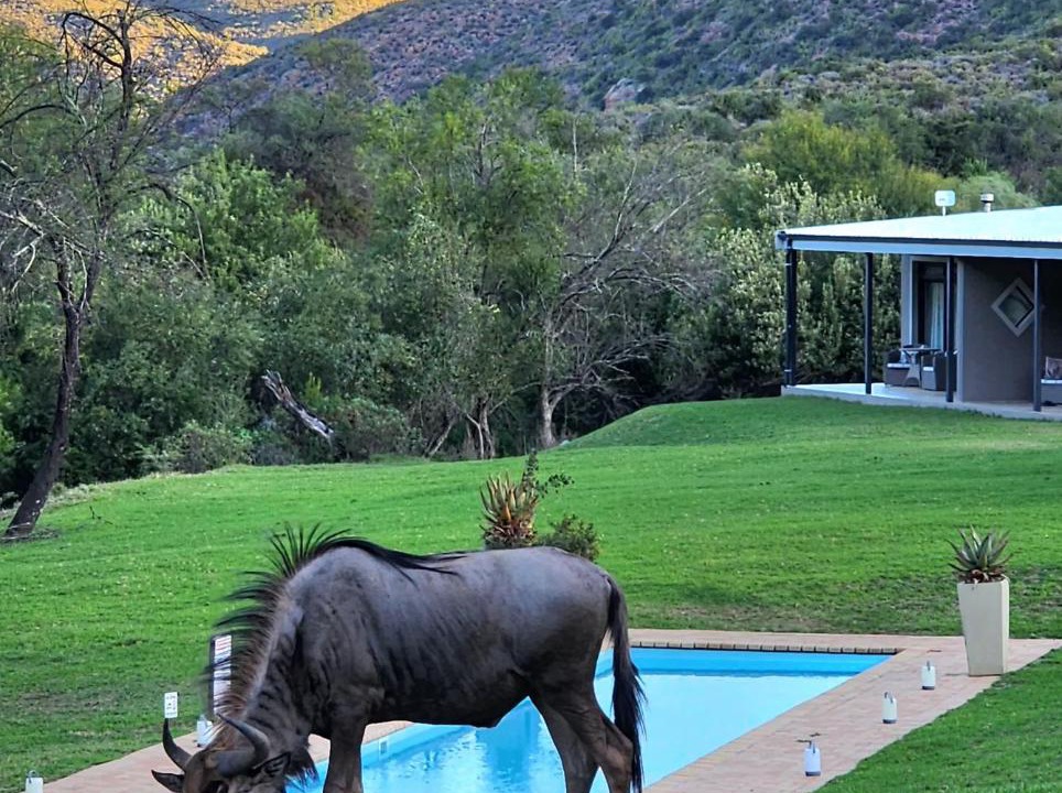 Photo of Others in Oudtshoorn