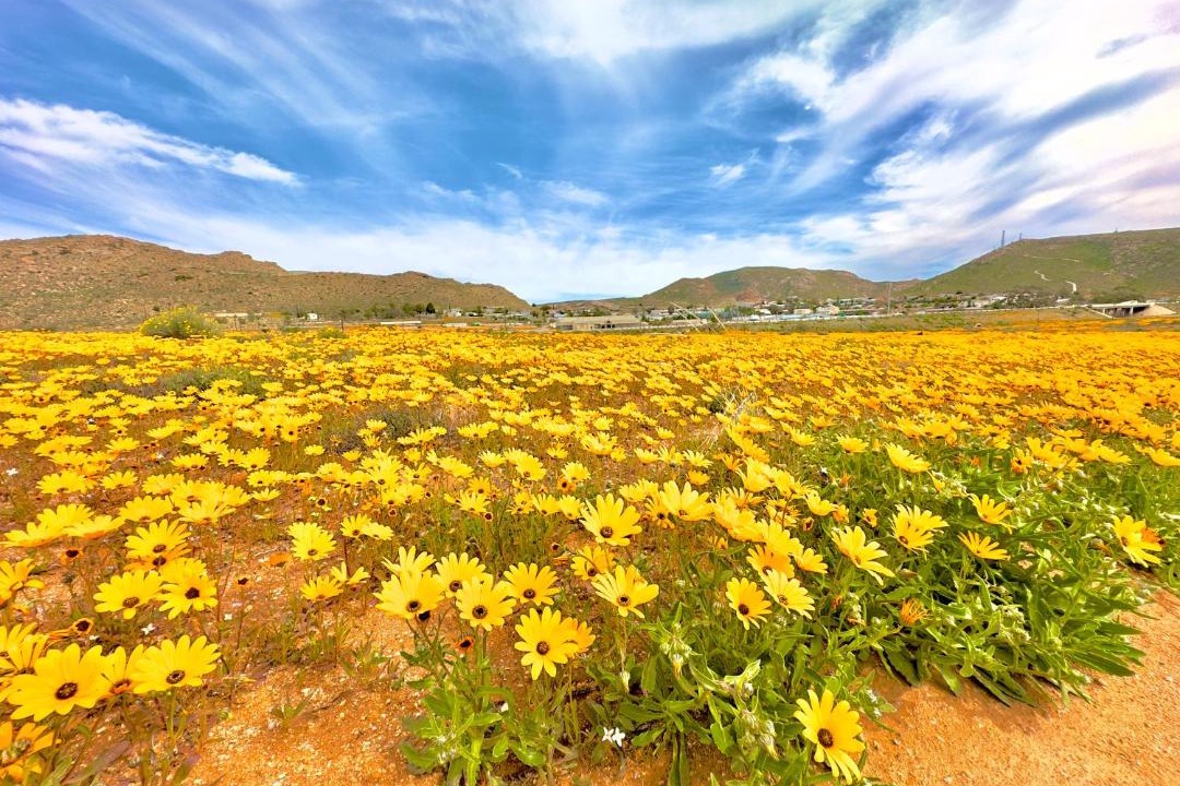Photo of Others in Springbok
