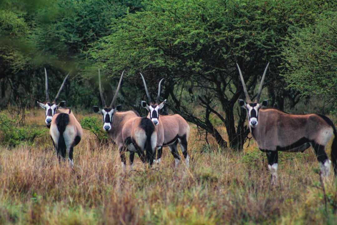Photo of Others in Beestekraal