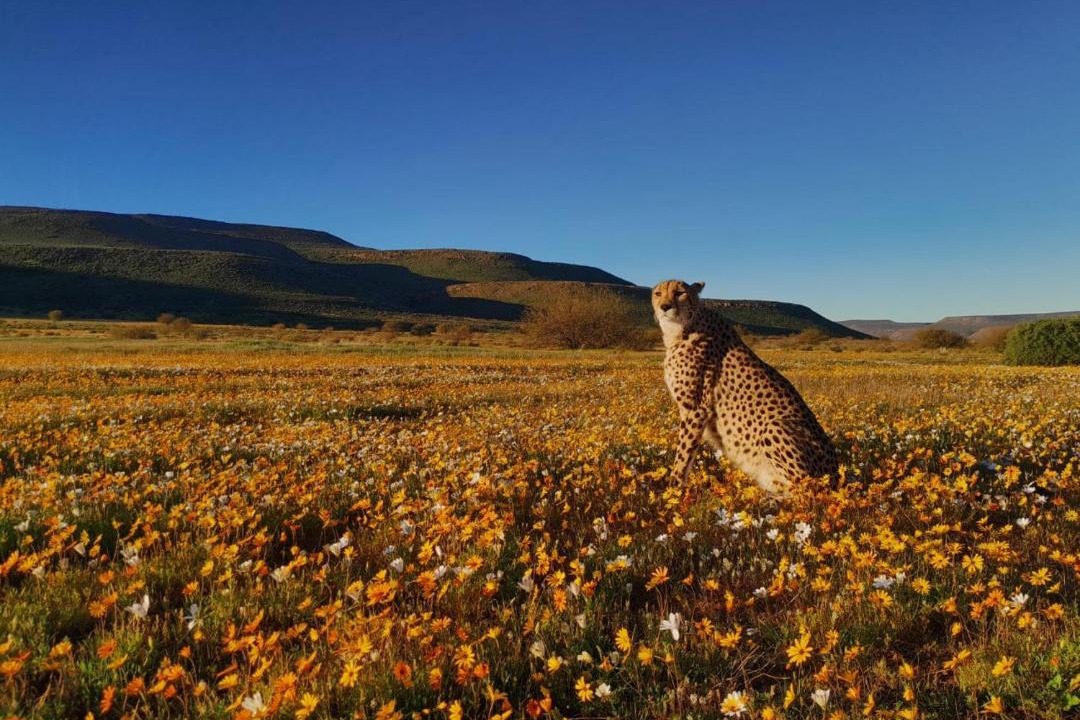 Photo of Others in Cederberg