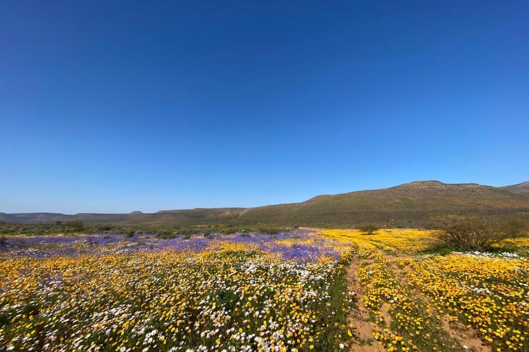 Photo of Others in Cederberg