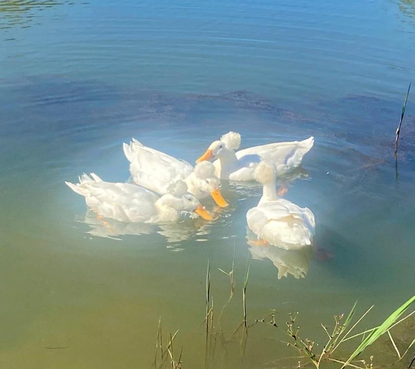 Photo of Others in Emakhazeni