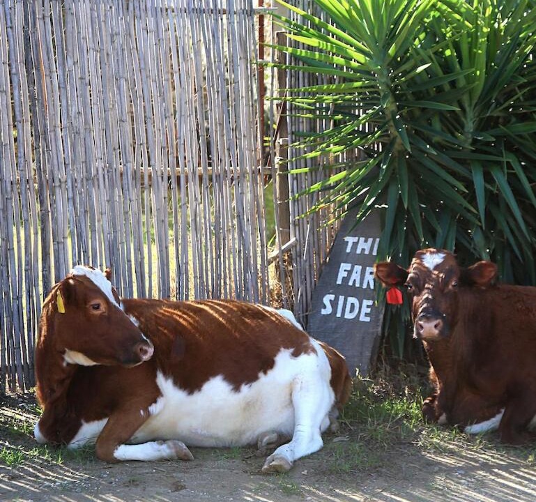 Photo of Others in Barrydale