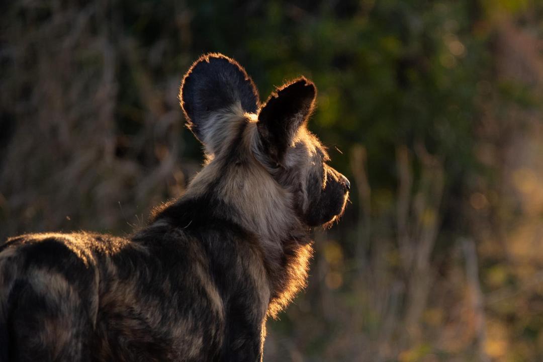 Photo of Others in Kruger National Park