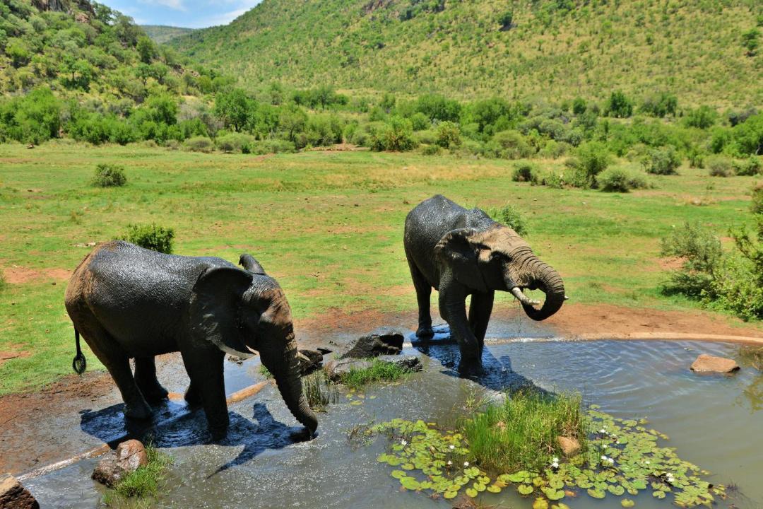 Photo of Others in Pilanesberg National Park