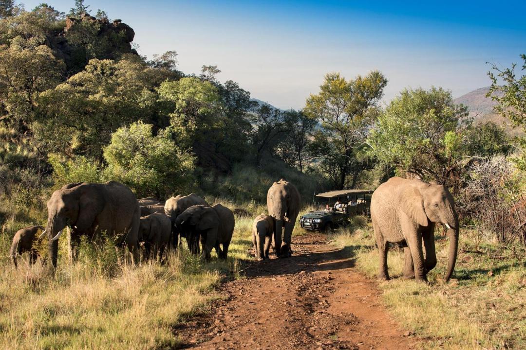 Photo of Others in Pilanesberg National Park