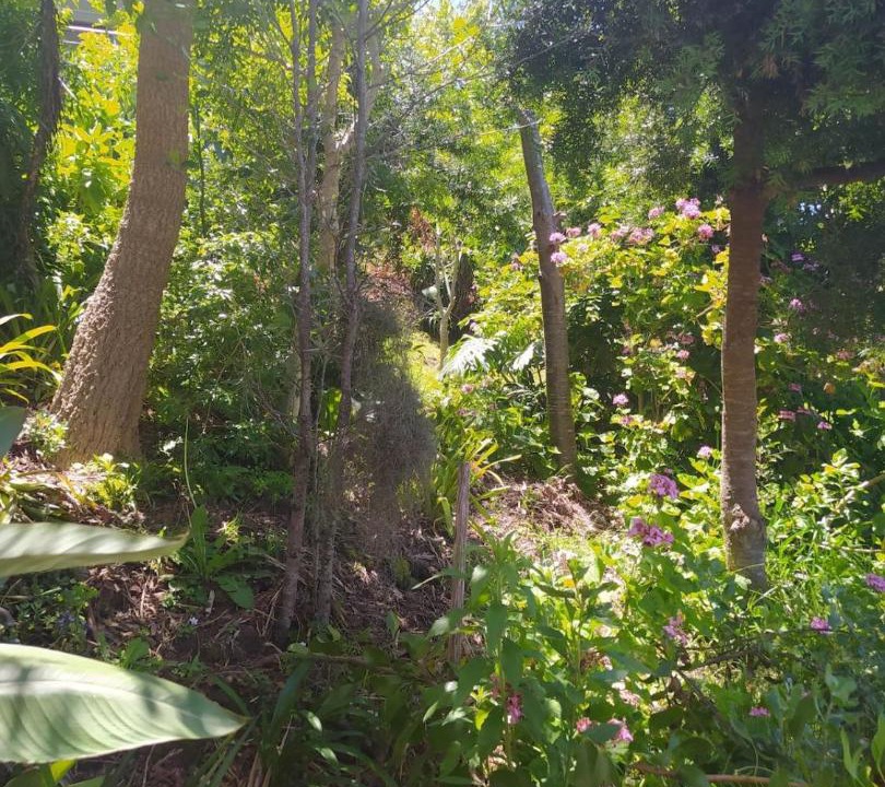 Photo of Outdoor in Paradise