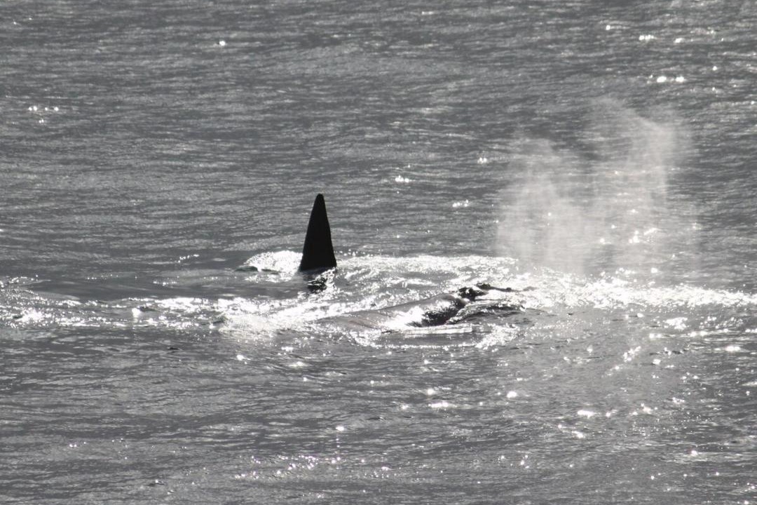 Photo of Human In Picture in Fish Hoek