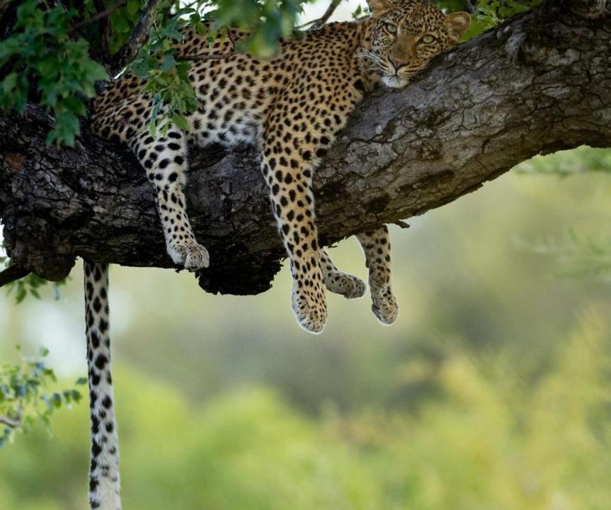 Photo of Others in Thorny Bush Game Reserve