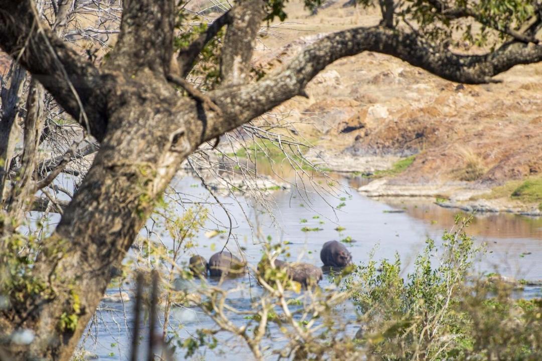 Photo of Others in Hectorspruit