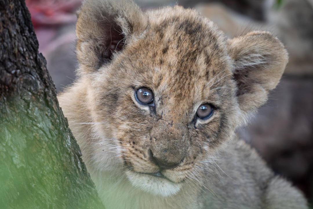 Photo of Others in Thorny Bush Game Reserve
