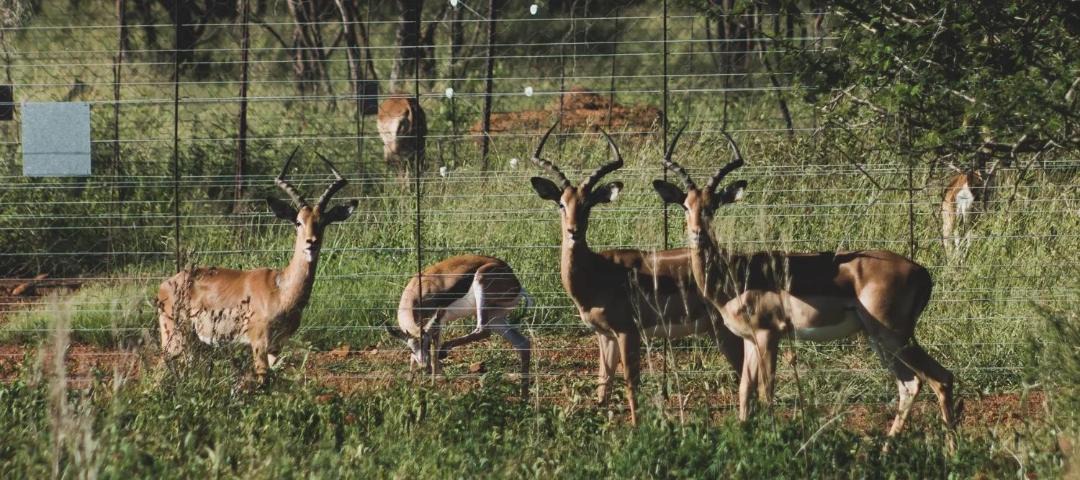 Photo of Others in Cullinan