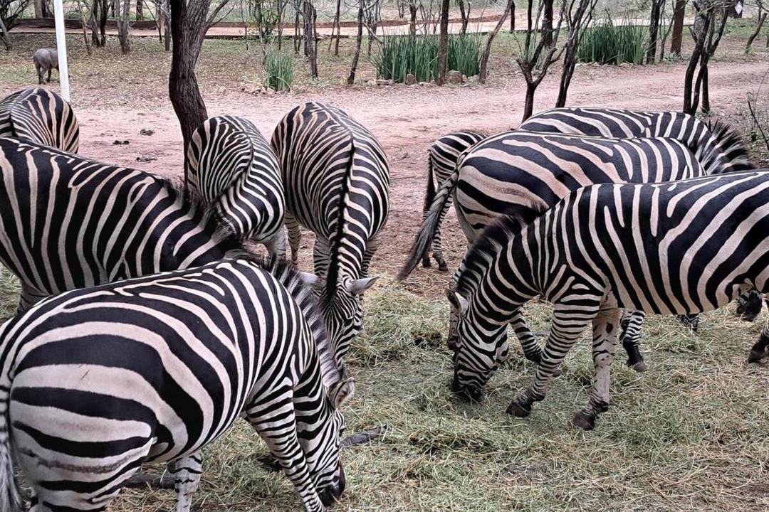 Photo of Others in Marloth Park