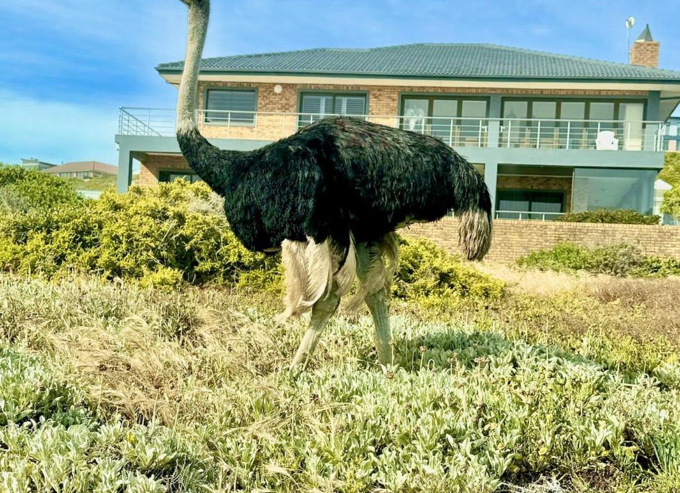 Photo of Others in Yzerfontein