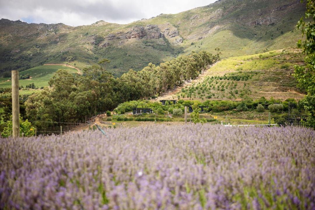Photo of Others in Cape Winelands