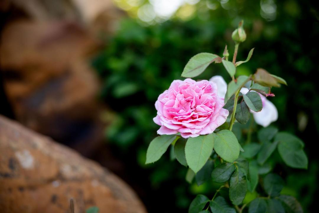 Photo of Outdoor in Cape Winelands