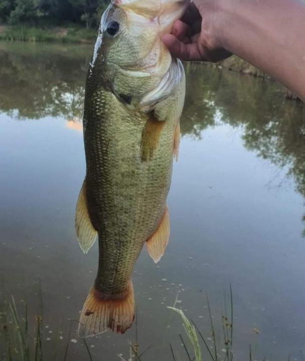 Photo of Others in Vaalwater