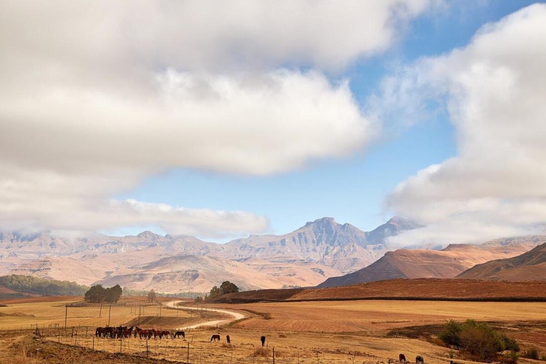 Photo of Others in Drakensberg Gardens