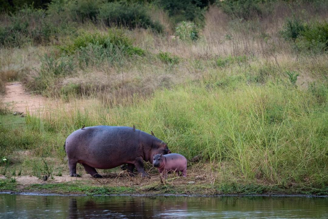 Photo of Others in Hoedspruit