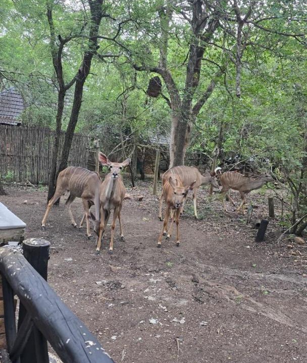 Photo of Others in Marloth Park