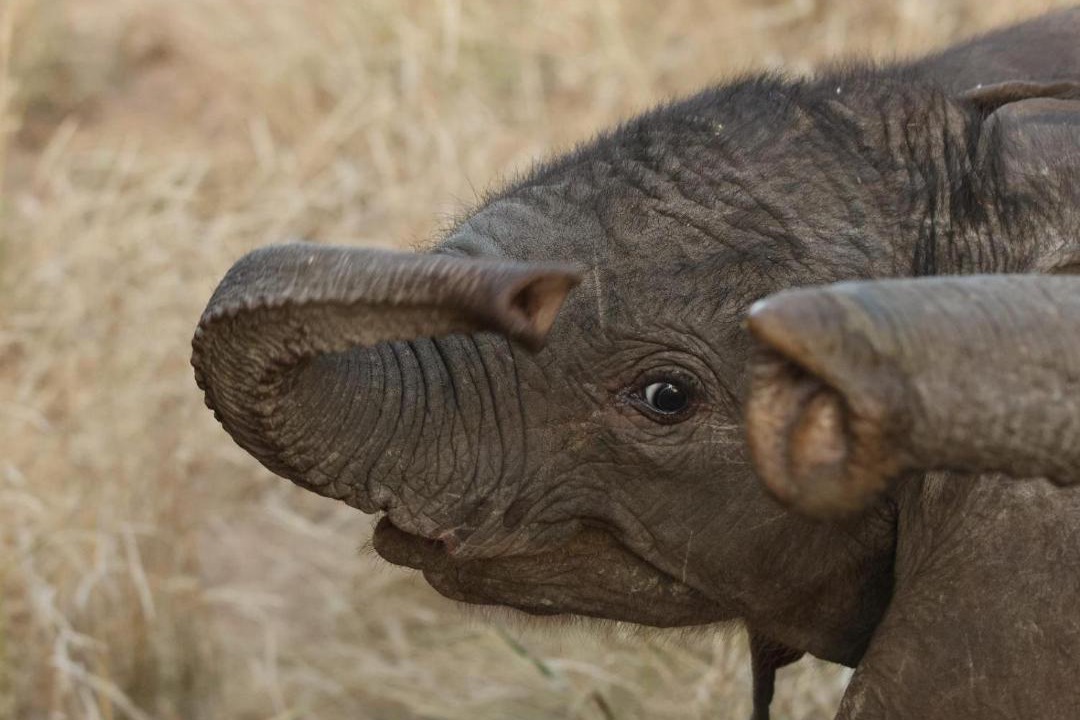 Photo of Others in Thorny Bush Game Reserve