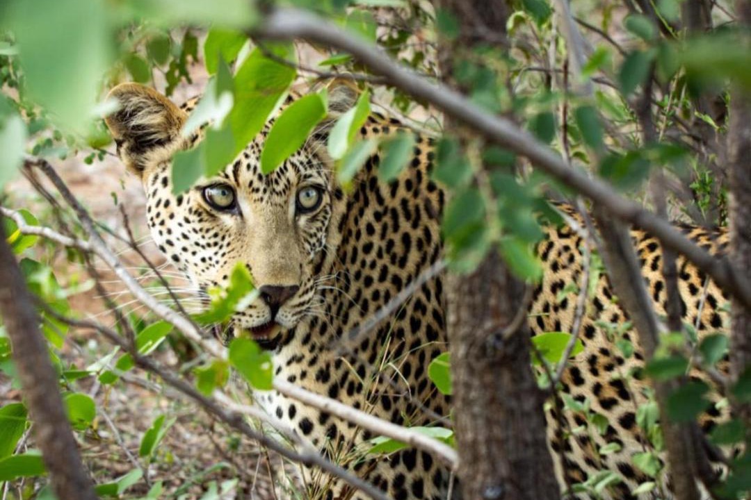Photo of Others in Thorny Bush Game Reserve