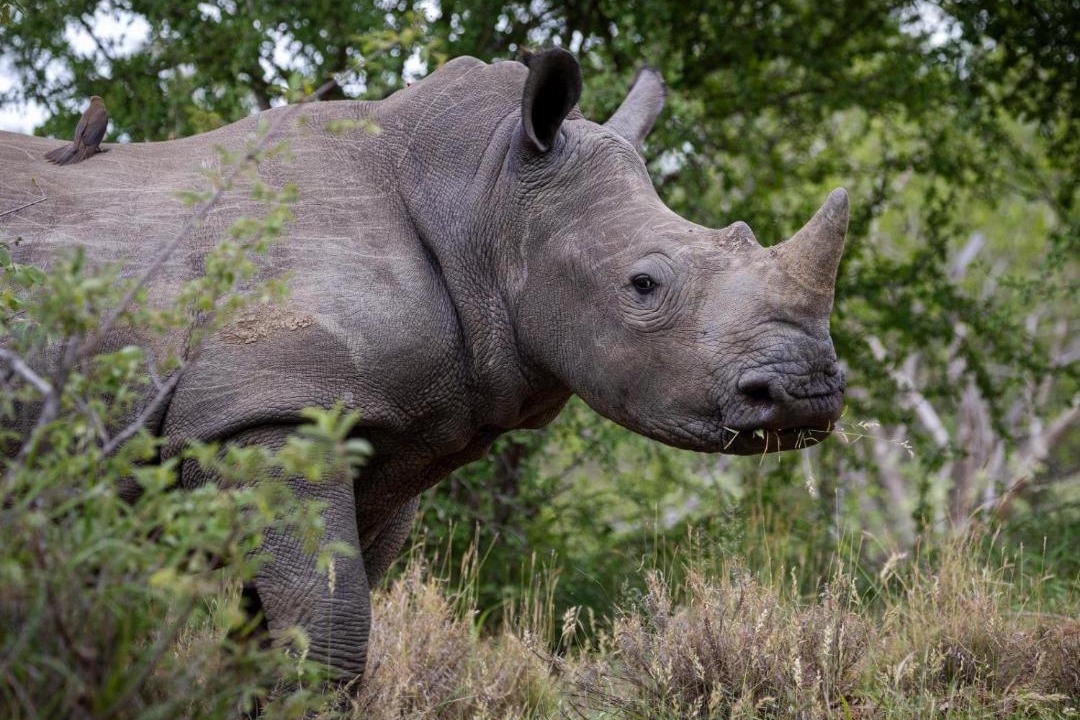 Photo of Others in Thorny Bush Game Reserve