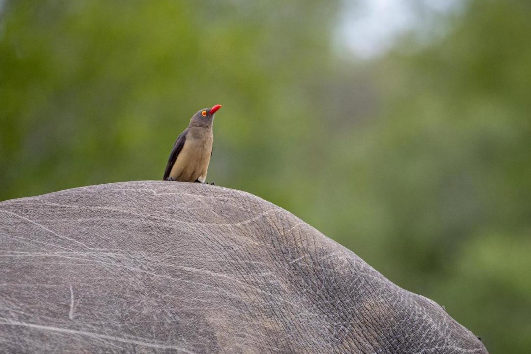 Photo of Others in Thorny Bush Game Reserve