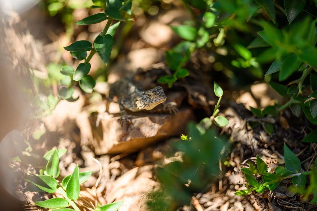 Photo of Others in Schoemanshoek