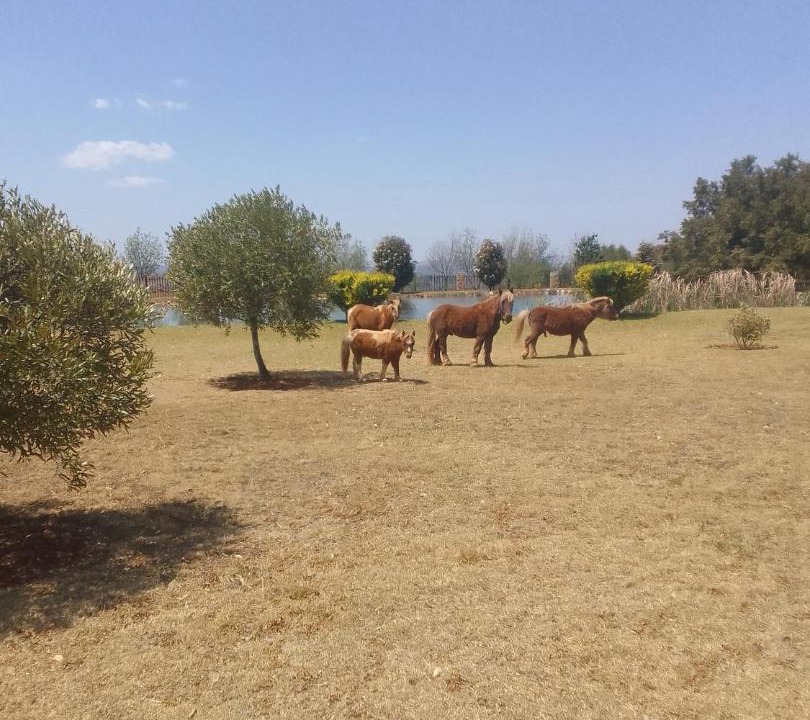 Photo of Others in Magaliesberg