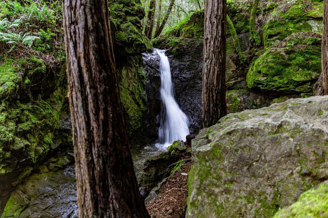 Photo of Others in Mill Valley