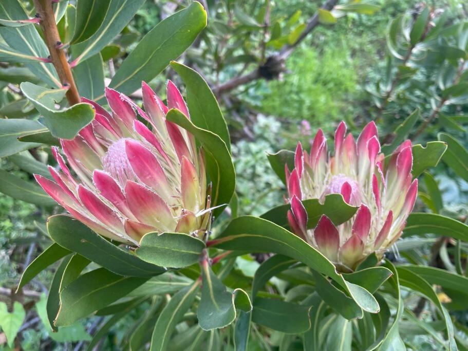 Photo of Outdoor in Hout Bay