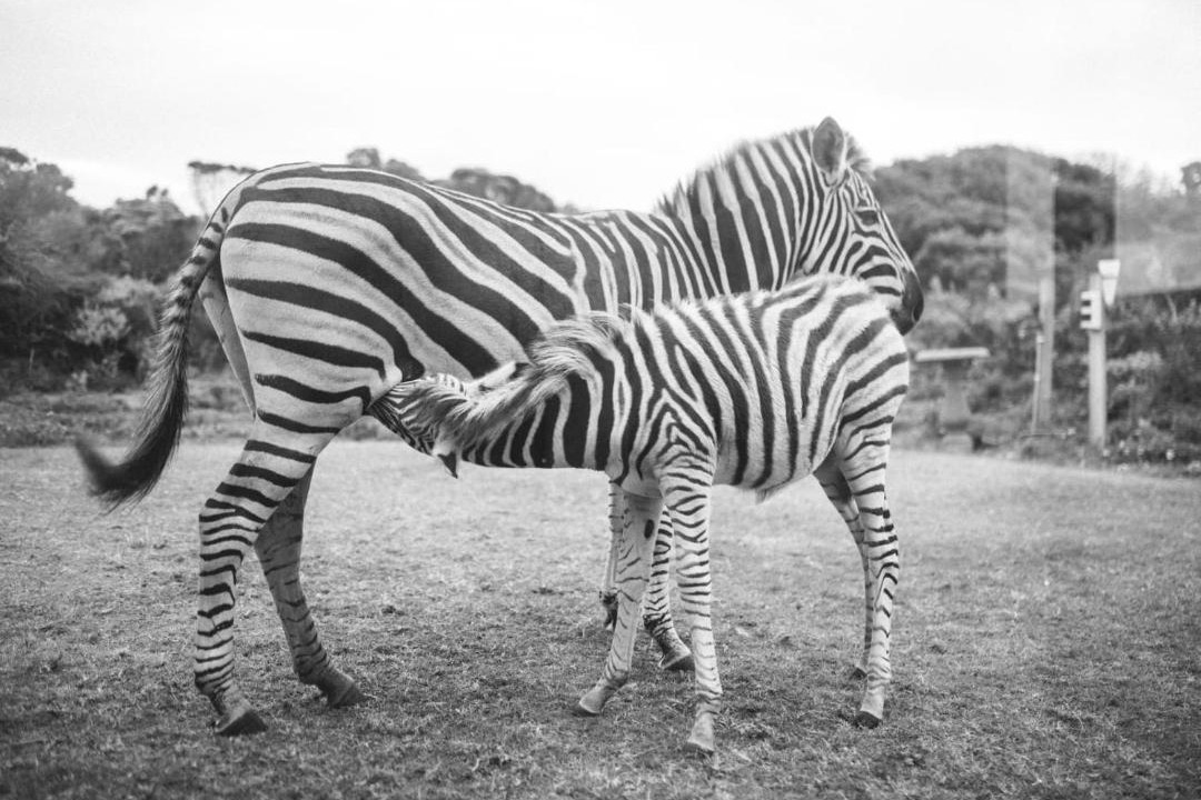 Photo of Others in Gansbaai