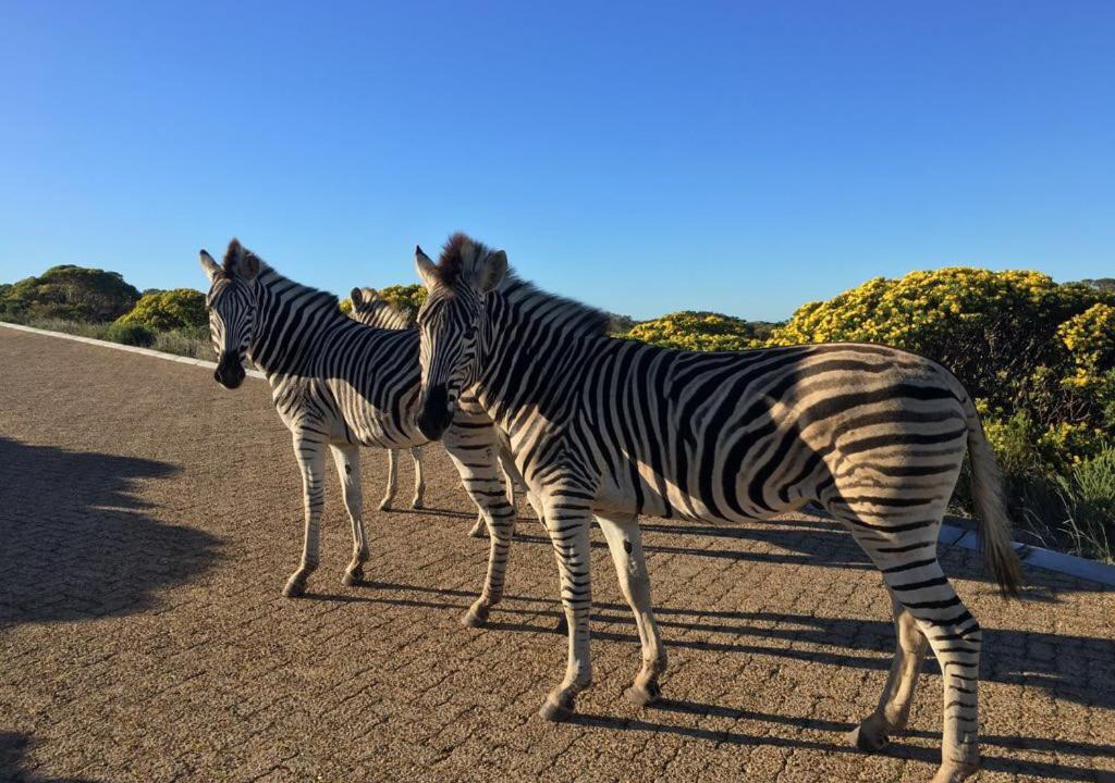 Photo of Others in Gansbaai