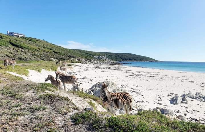 Photo of Others in Gansbaai