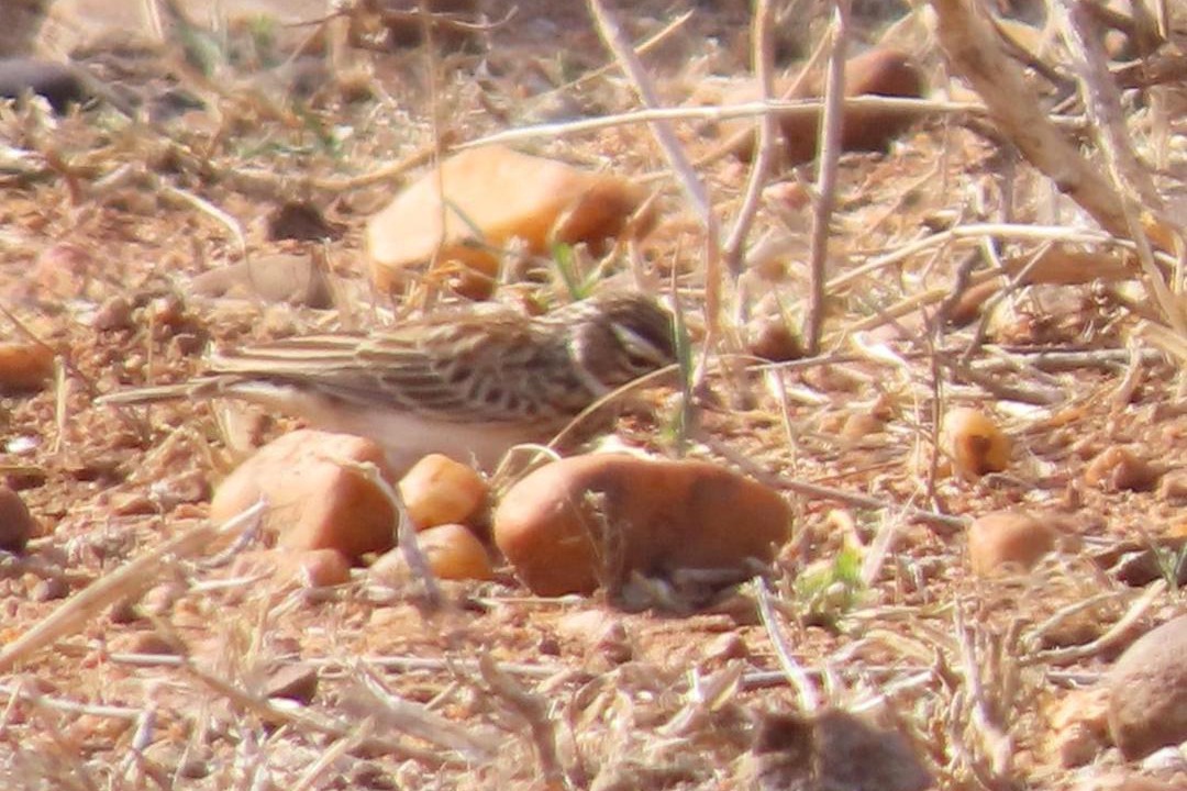 Photo of Others in Phalaborwa